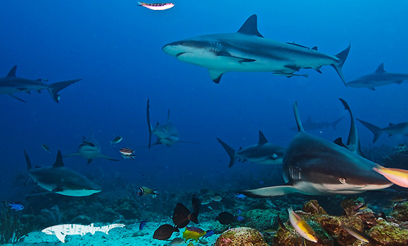 Caribbean Reef Sharks