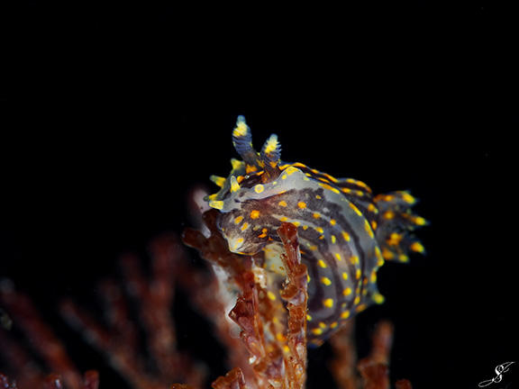 Polycera atra