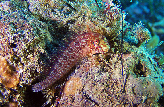 Rockpool Blenny