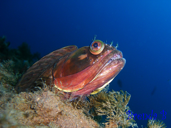 Sarcastic Fringehead