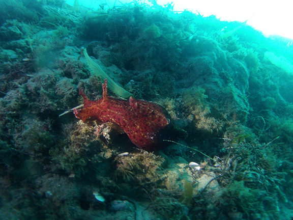 California Sea Hare