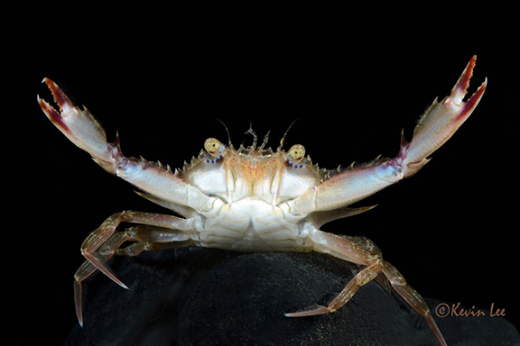 Swimming Crab