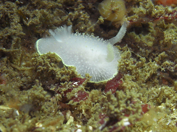 Acanthodoris hudsoni