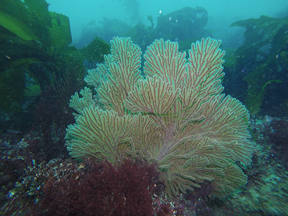 California Golden Gorgonian