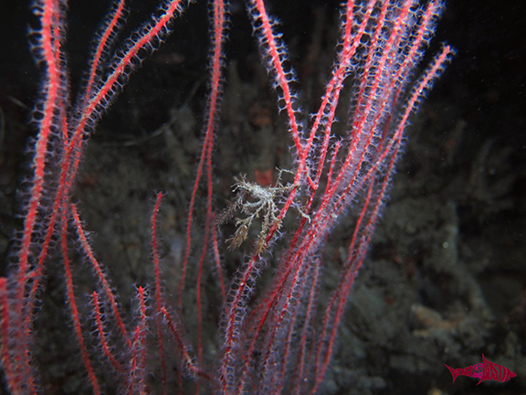 Hemphill's Kelp Crab