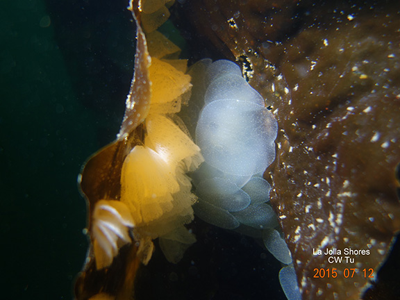 Lion Nudibranch