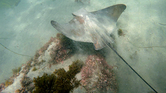 Bat Ray