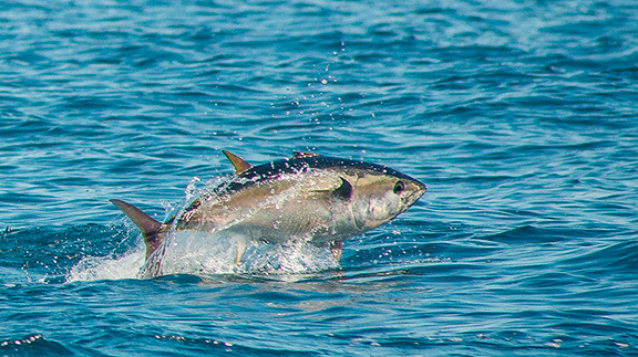 Bluefin Tuna