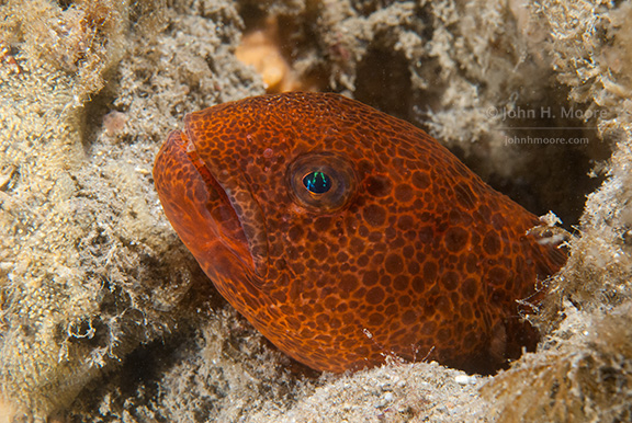 Juvenile Wolf Eel