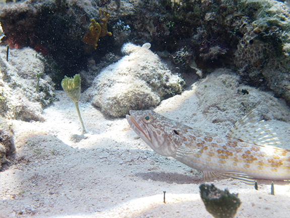 Lizardfish