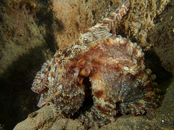 Two-spot Octopus