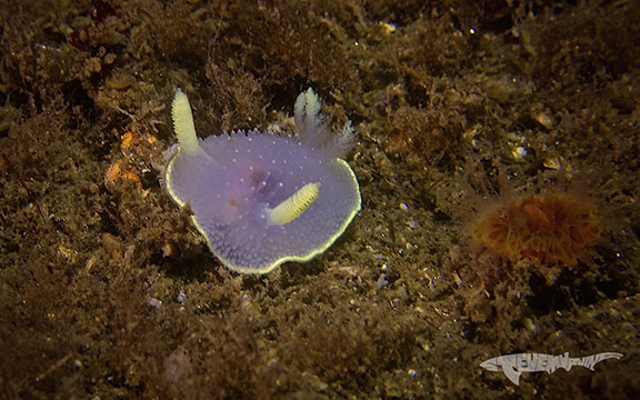 Acanthodoris hudsoni