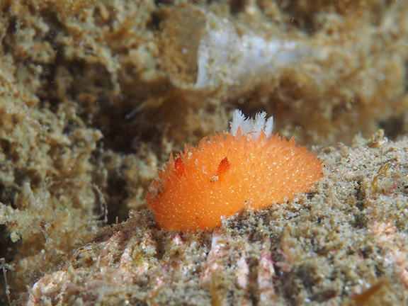 Acanthodoris lutea