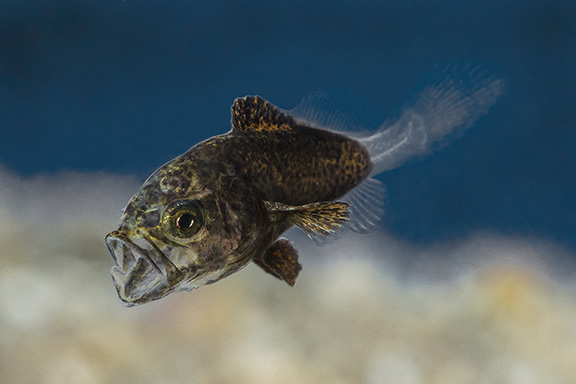 Juvenile White Seabass