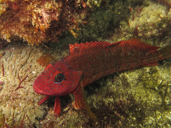 Largemouth Blenny