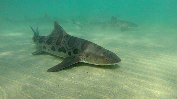 Leopard Shark