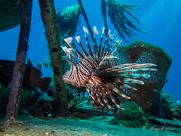 Lionfish