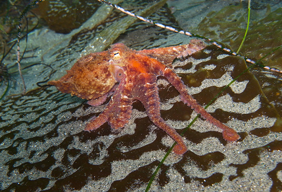 Red Octopus