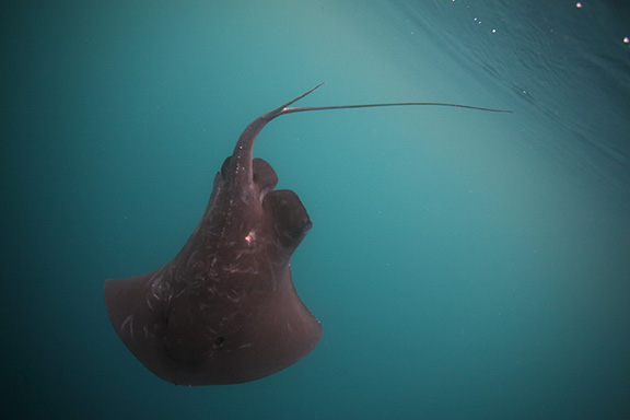 Pelagic Stingray