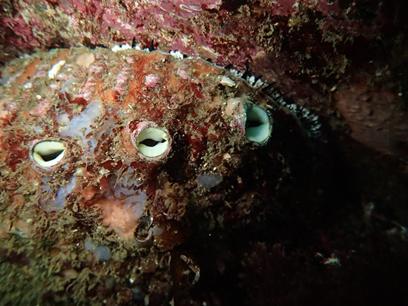 Pink Abalone