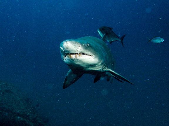 Sand Tiger Shark