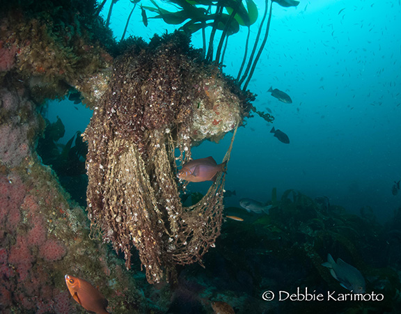 Striped Seapearch