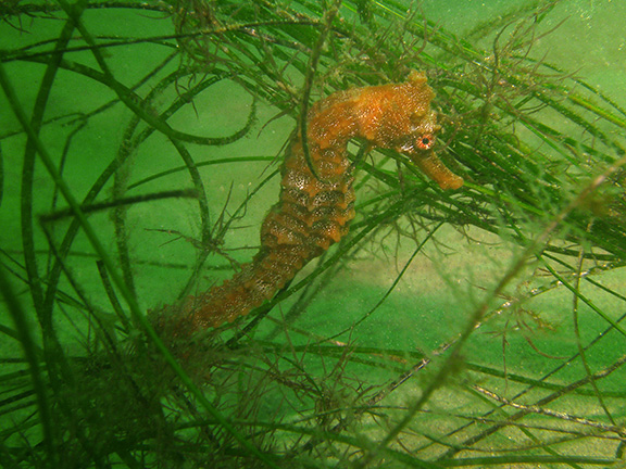 Pacific Seahorse