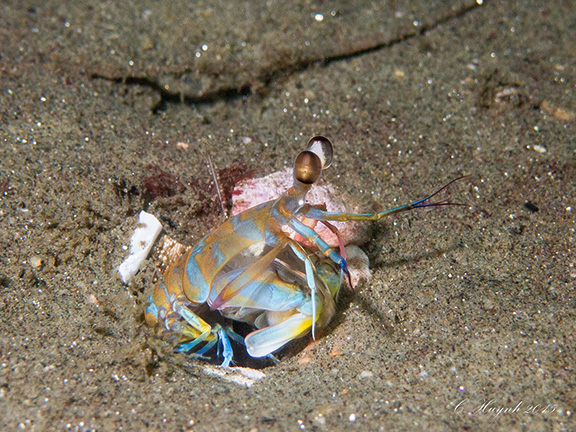 Mantis Shrimp