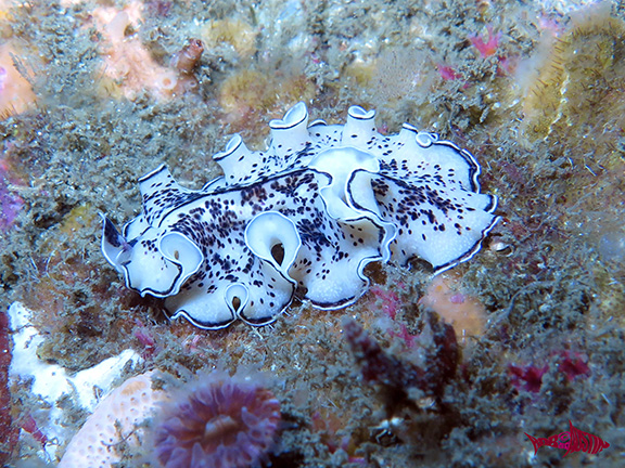 Polyclad Flatworm