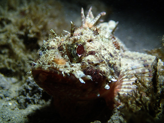 California Scorpionfish