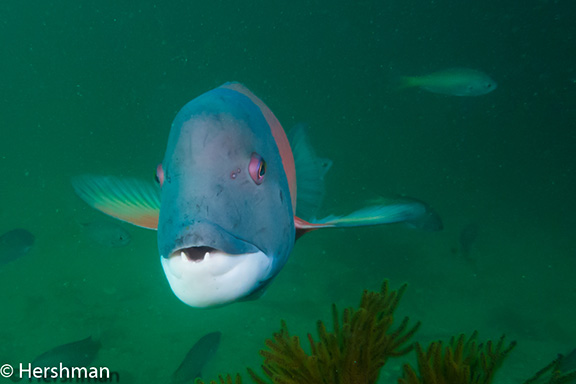 California Sheephead