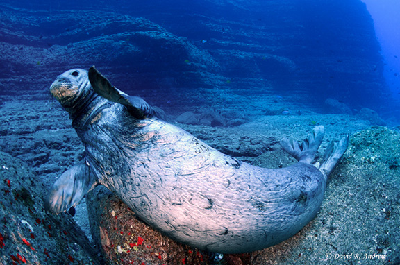 Hawaiian Monk Seal