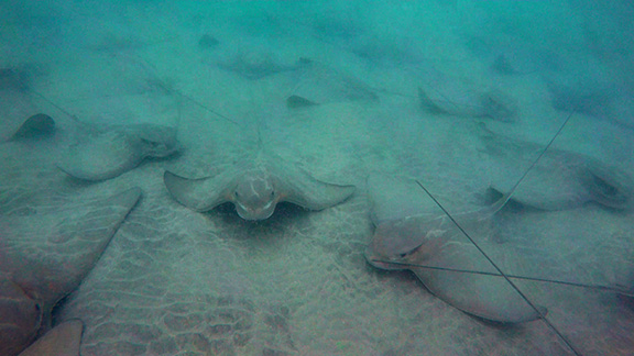 Bat Ray aggregation