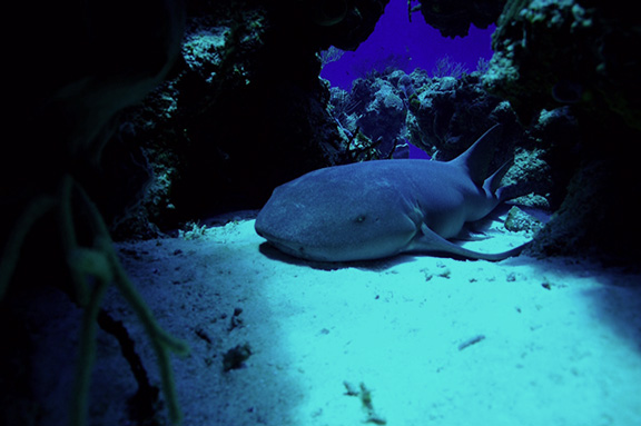 Nurse Shark