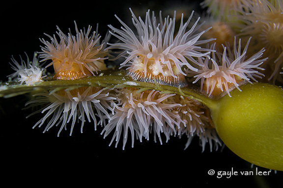 Proliferating Anemones