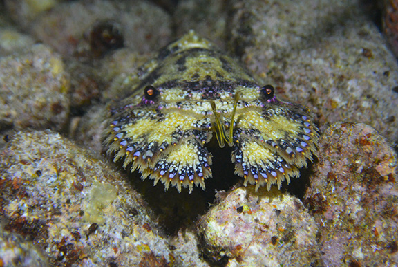 Slipper Lobster