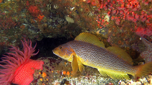 Kelp Greenling