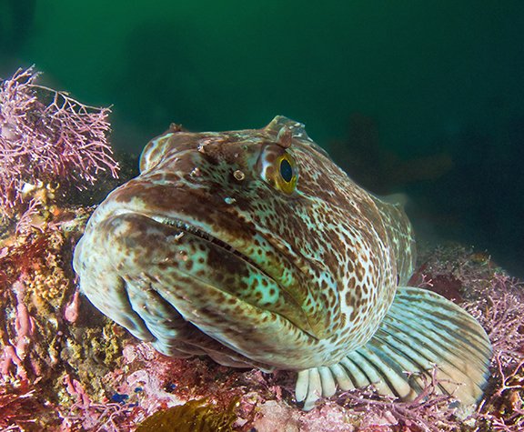 Lingcod