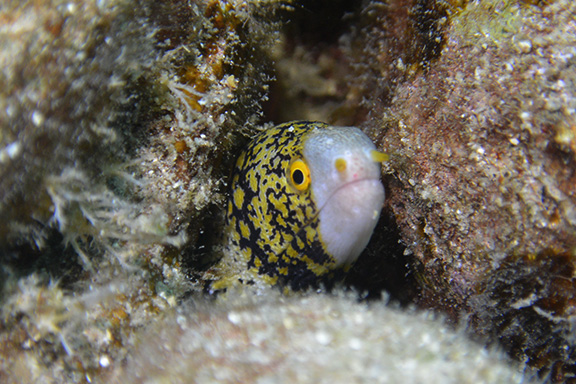 Snowflake Eel