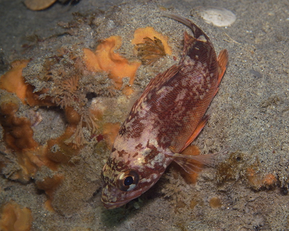 Vermilion Rockfish