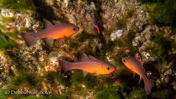 Guadalupe Cardinalfish