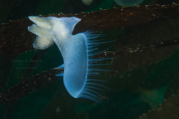 Lion Nudibranch