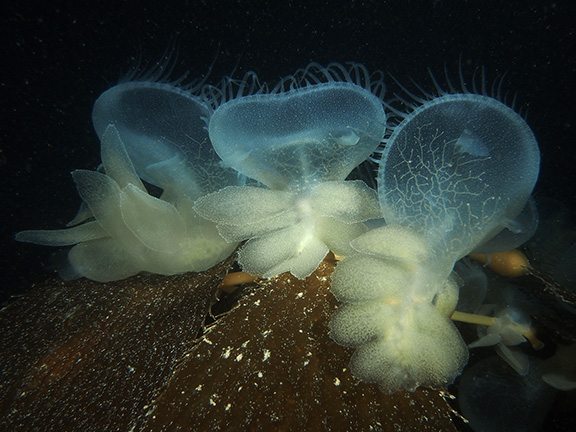 Lion Nudibranchs