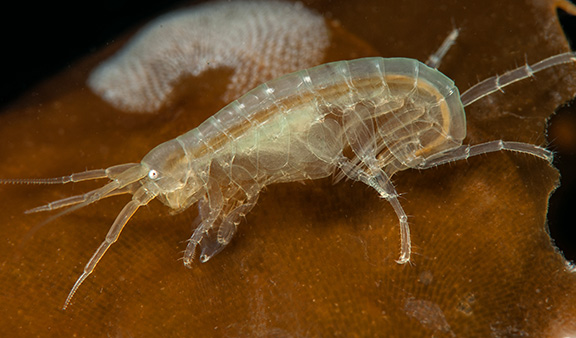 Amphipod