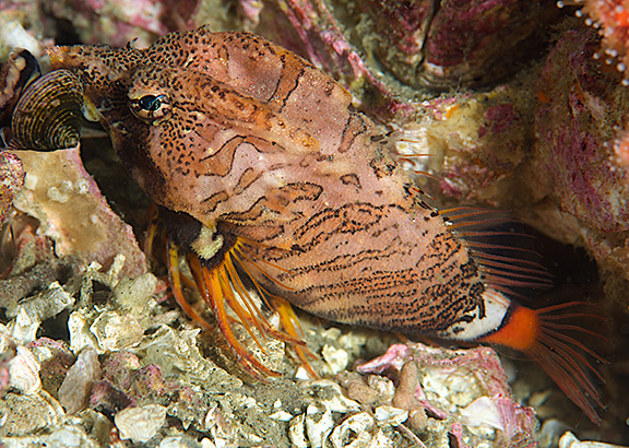 Grunt Sculpin