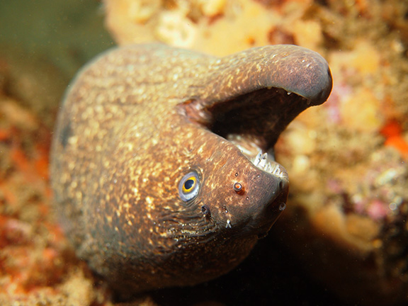 California Moray