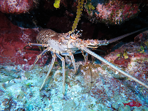 Caribbean Spiny Lobster