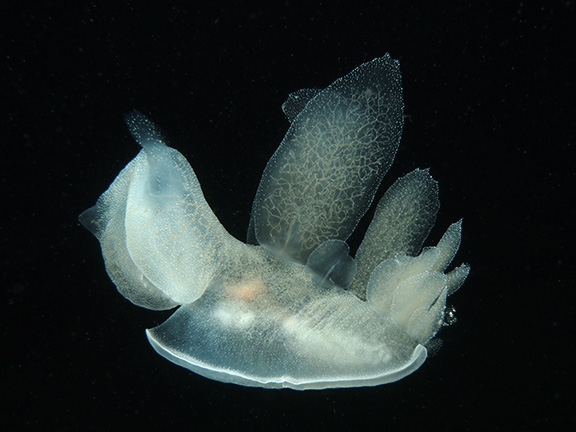 Lion Nudibranch