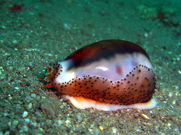 Chestnut Cowry