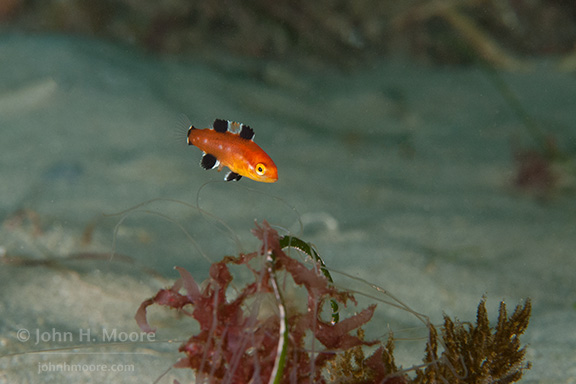 California Sheephead